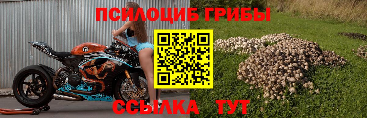 Галлюциногенные грибы Psilocybine cubensis Туапсе